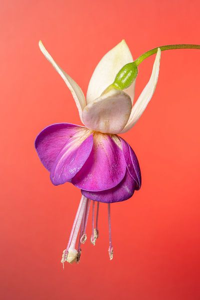 Fuchsie 3 von Pieter van Roijen