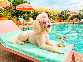 Poodle on lounge chair by ArtMomente