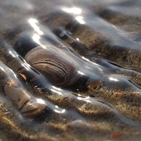 Eenzame schelp overspoeld door de zee van Loorsin