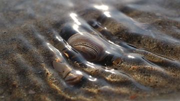 Eenzame schelp overspoeld door de zee van Loorsin