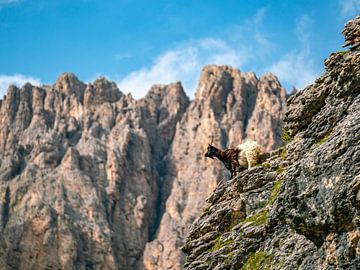 tronende Ziege in den Dolomiten von Leo Schindzielorz
