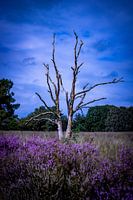 Kale boom achter paarse heide nabij natuurgebied de Flaes