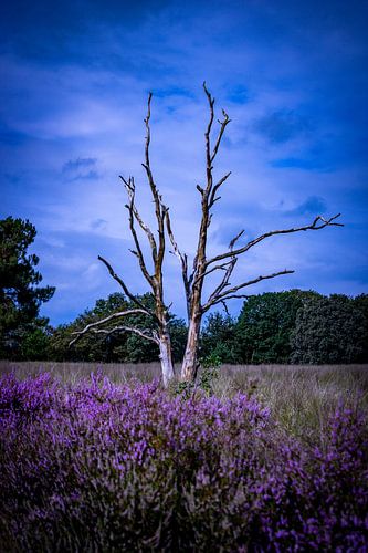 Bare tree behind purple heather near nature reserve the Flaes