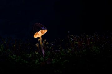 Mushroom lamp, mushroom light by Corrine Ponsen