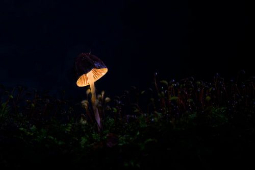 Paddenstoel lamp, mushroom light