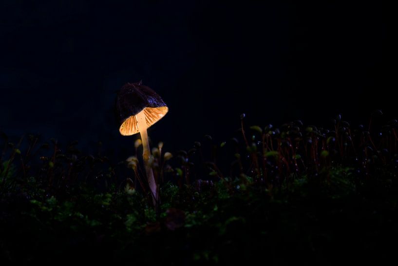 Paddenstoel lamp, mushroom light van Corrine Ponsen