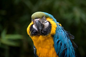 Papegaai van Blond Beeld