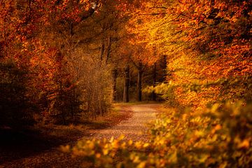 Warme herfstkleuren kleuren de beuken langs een oude landweg in de bossen in Drenthe op een mooie no van Bas Meelker