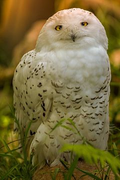 Snowy Owl by Heiko Lehmann