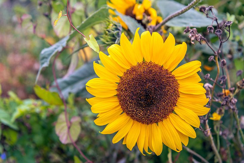 Große gelb blühende Sonnenblume neben anderen Wildpflanzen von Ruud Morijn
