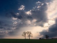 Two trees
