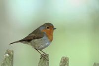 Robins