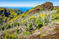 Bergen en oceaan in Madeira van Michel van Kooten thumbnail