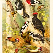 Picidae