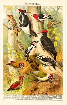 Antike Farblithografie Woodpeckers. von Studio Wunderkammer