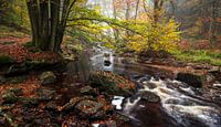 Autumn Harmony: An Enchanted Forest Brook