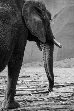 Éléphant noir et blanc sur Loes Valckx