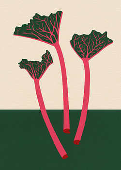 Rhabarber du jardin suédois