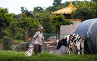 Koeien boerderij Nepal van Merijn Geurts thumbnail