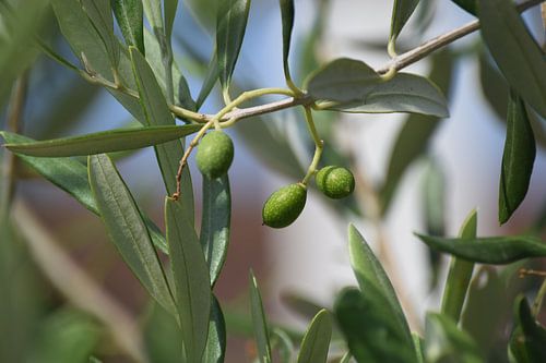 Olivier dans la nature