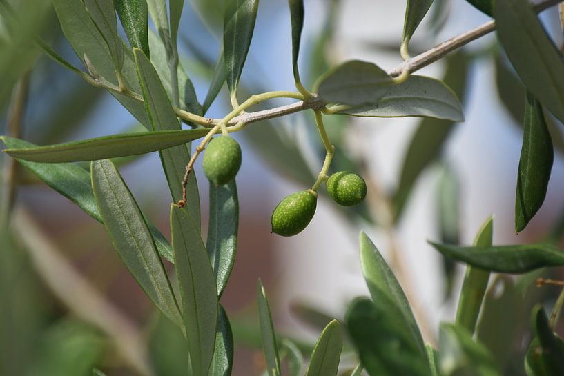 Olivenbaum von Els Royackers