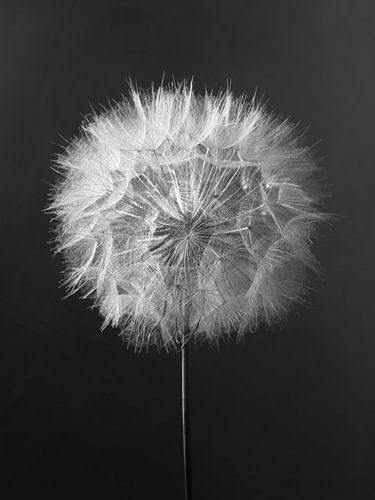 Noir et blanc : les lignes naturelles d'une Morgenster