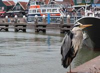 Que contient Volendam ?