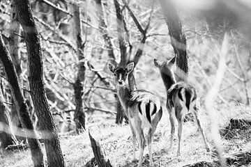 Deux cerfs sur Janine Bekker Photography