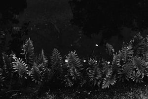 Kleine weiße Blumen und großer schwarzer Farn | Botanische Schwarz-Weiß-Fotografie von AIM52 Shop