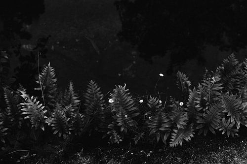 Small white flowers and large black fern | Black and white botanical photography