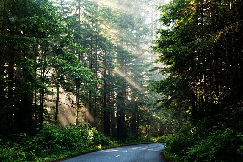 Lady Bird Johnson Grove Forest by Walljar