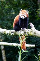 Roda Panda zittend op een tak