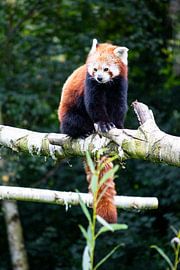 Roda Panda sitting on a branch by Dennis Hooiveld