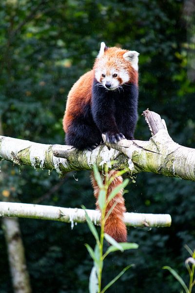 Roda Panda sitzt auf einem Ast von Dennis Hooiveld