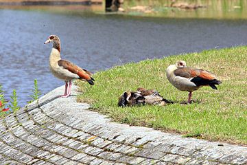 Nijlganzen echtpaar met 2 kuikens
