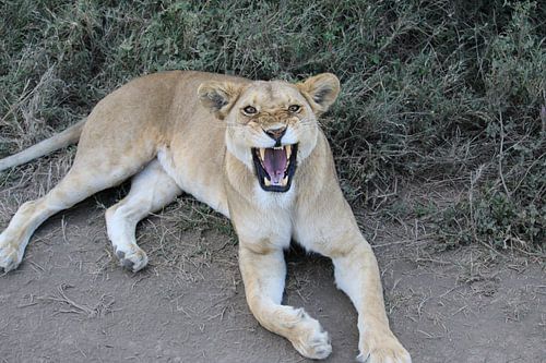 Gaping lioness in Tanzania.