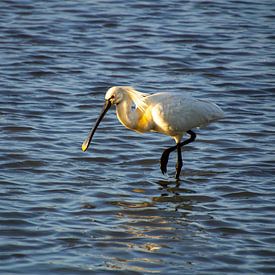 Löffler bei Sonnenuntergang in den Feuchtgebieten auf der Suche nach Fischen. von AdWF