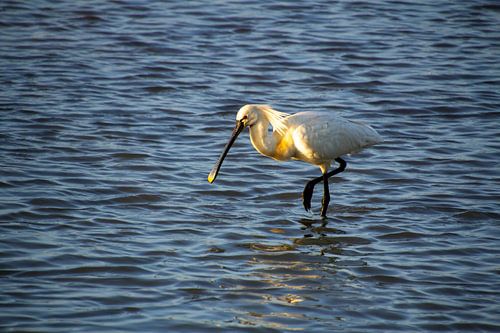 Lepelaar tijdens zonsondergang in de wetlands zoekend naar vis.