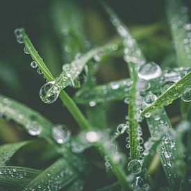 Close up van gras met waterdruppels van ElkeS Fotografie