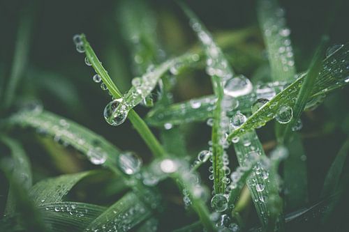 Gros plan sur l'herbe avec des gouttelettes d'eau