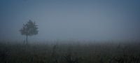 Jonge boom in de mist van Theo Felten thumbnail