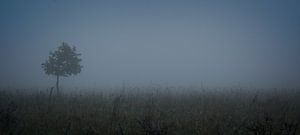 Jonge boom in de mist van Theo Felten
