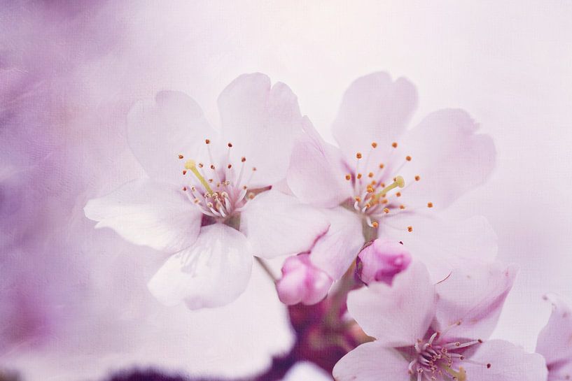 Japanese cherry blossom by LHJB Photography