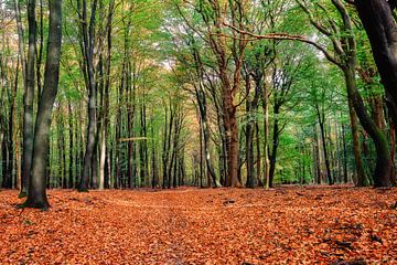der Wald voller Herbstfarben von eric van der eijk