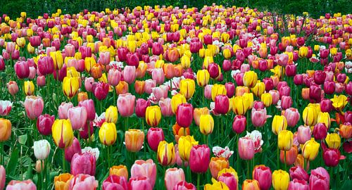 gekleurde tulpen op floriade