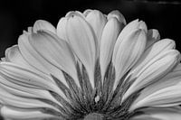 Créativité avec les fleurs