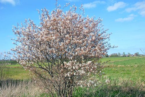 Blossom in arable land