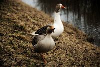 The Power Of Goose