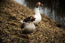 The Power Of Goose by Goldmund Photography