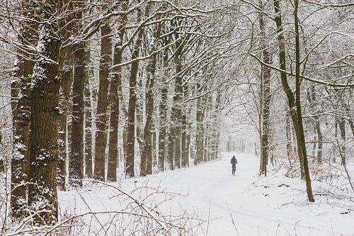 Winter landschap in Nederland op de Utrechtse heuvelrug